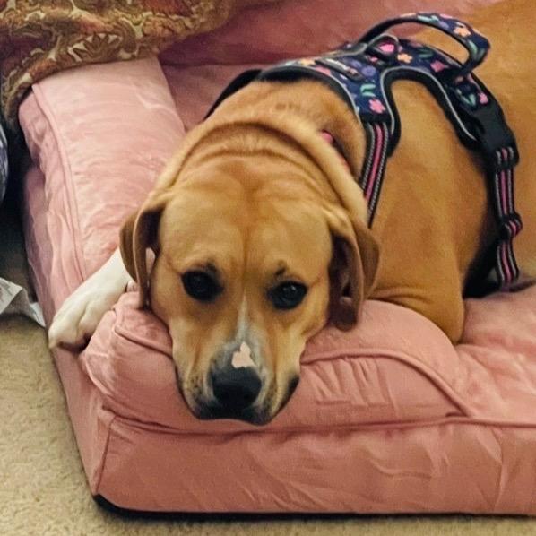 Enlarge Mac @ Foster, a Adoptable Mixed Breed in Summerville, SC image 2/5