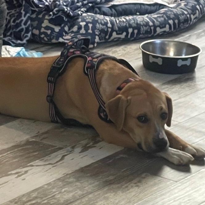 Enlarge Mac @ Foster, a Adoptable Mixed Breed in Summerville, SC image 5/5