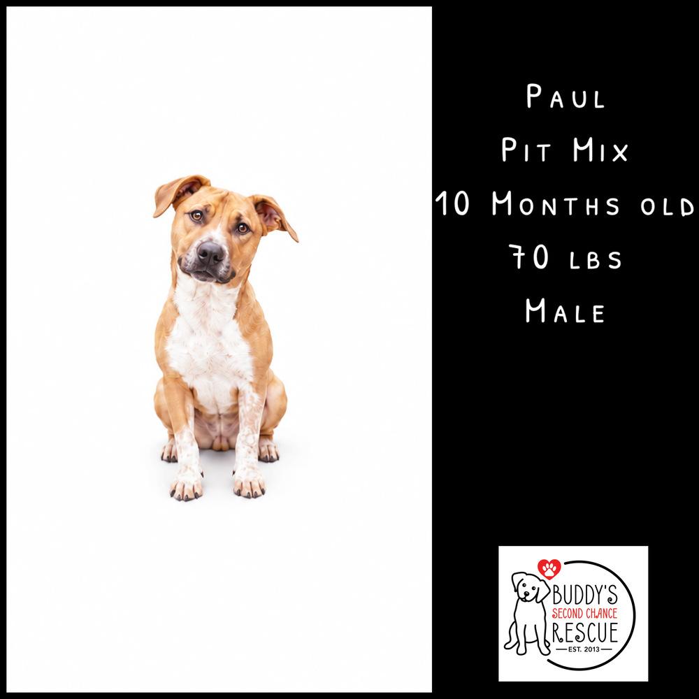 Enlarge Paul, a Adopted mixed breed in Amherst, NY image 2/6