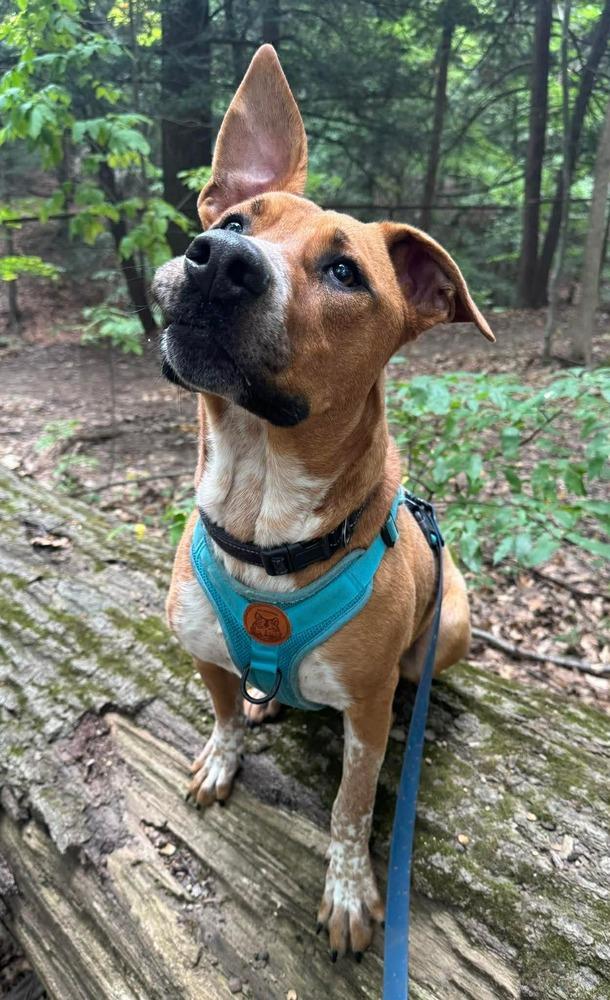Enlarge Paul, a Adopted mixed breed in Amherst, NY image 4/6