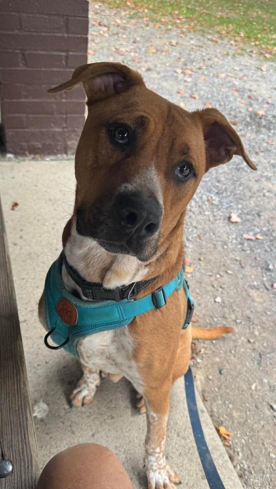 Enlarge Paul, a Adopted mixed breed in Amherst, NY image 5/6