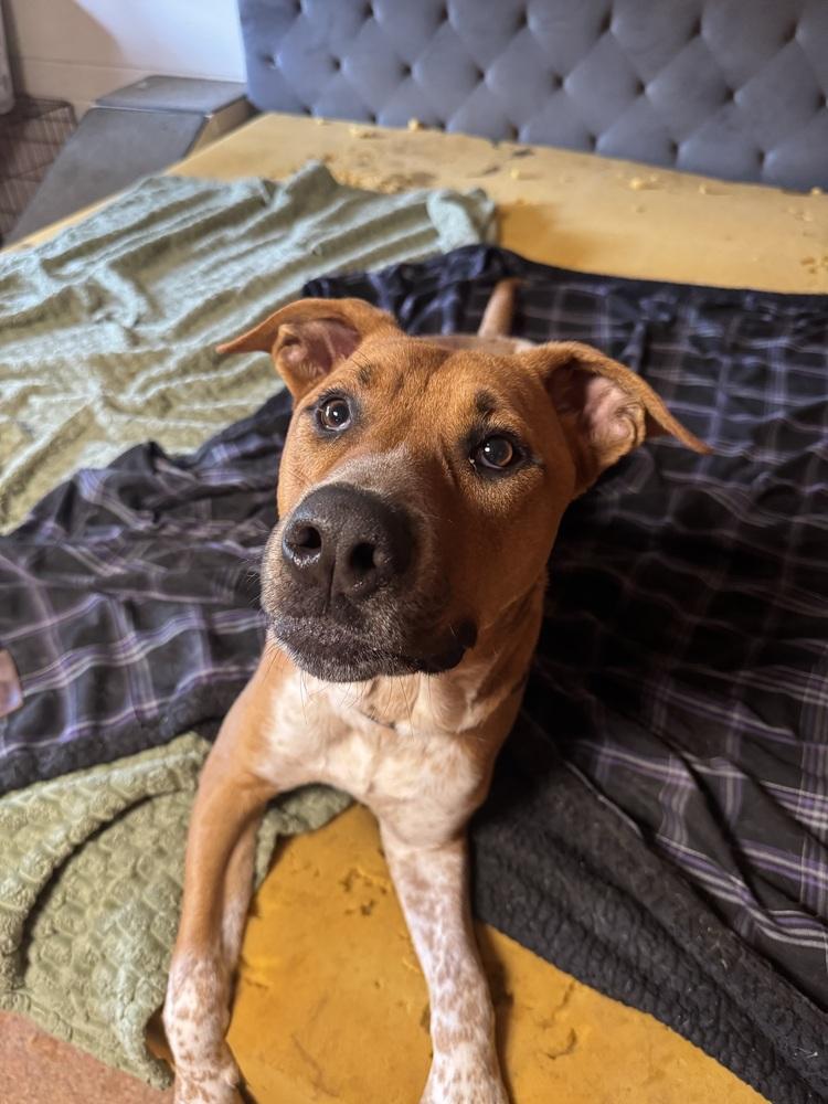 Enlarge Paul, a Adopted mixed breed in Amherst, NY image 6/6