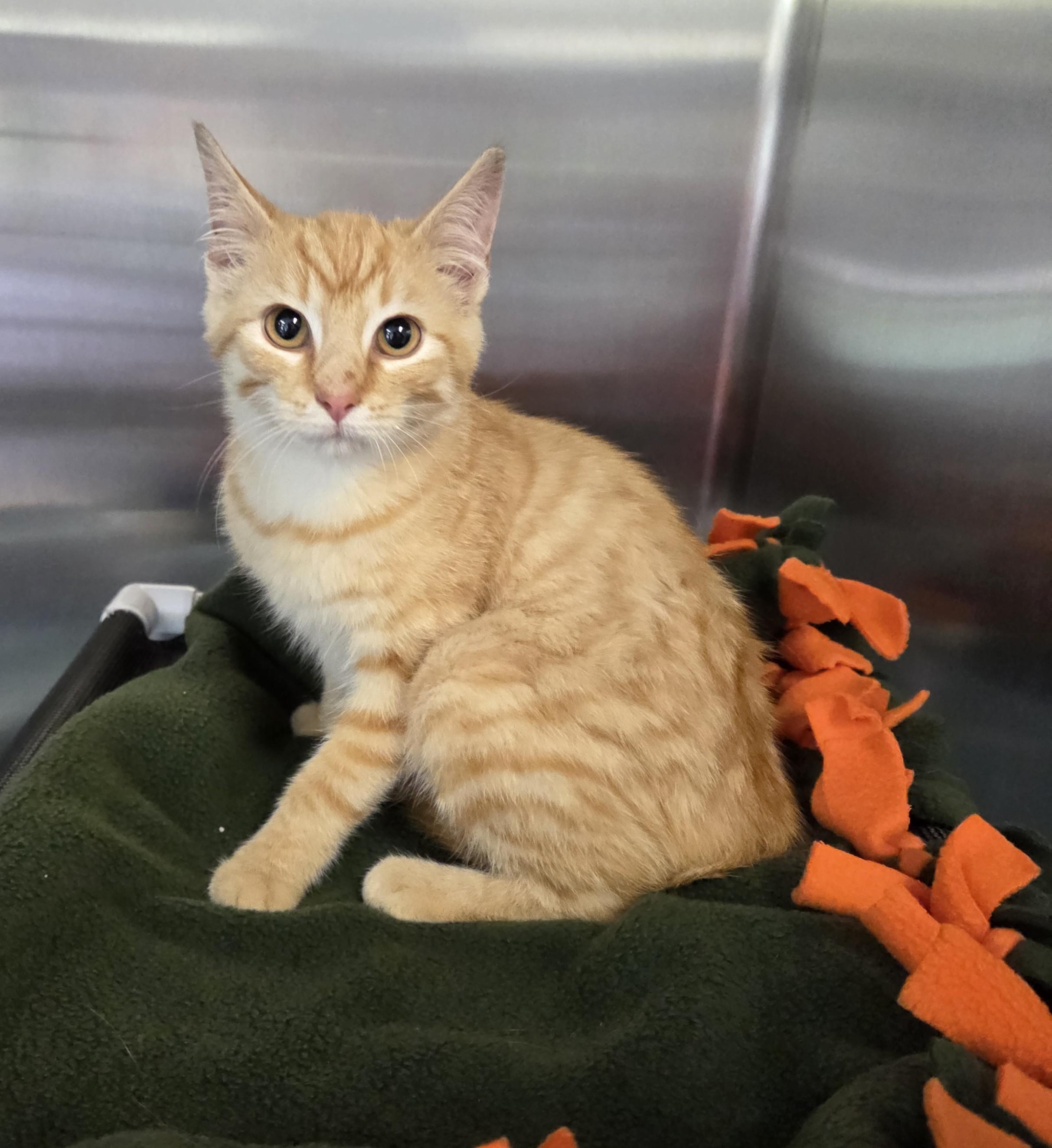 Enlarge Lil Sun, a Adoptable mixed breed in Lexington, MI image 2/2