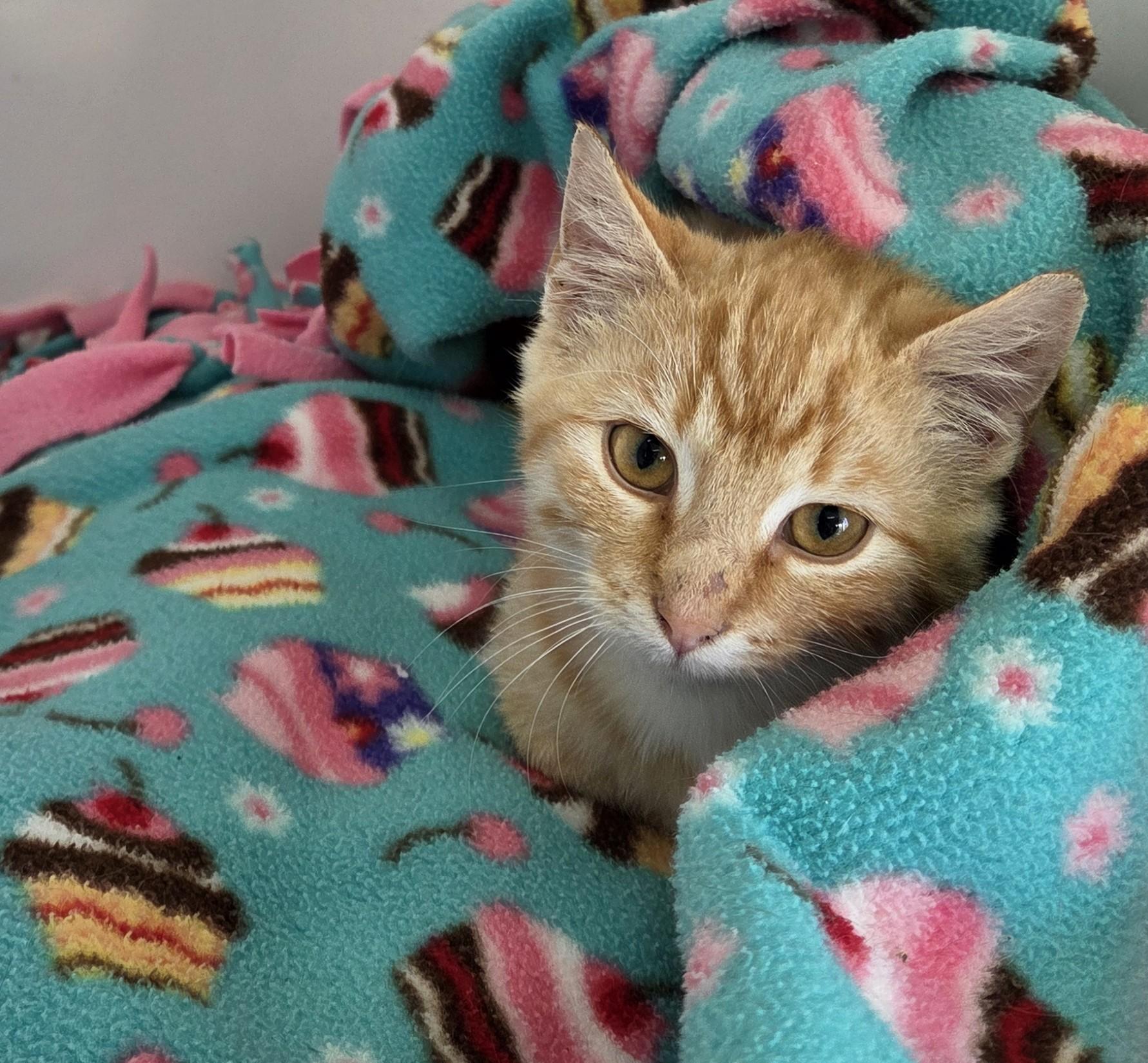 Lil Sun, Adoptable, Kitten Male Domestic Short Hair.