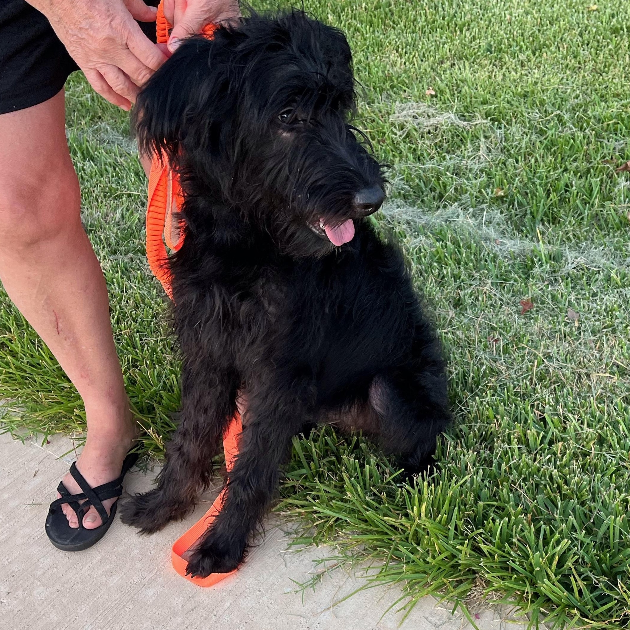 Enlarge Baby Girl - A Playful and Outgoing Beauty, a Adopted mixed breed in League City, TX image 2/3