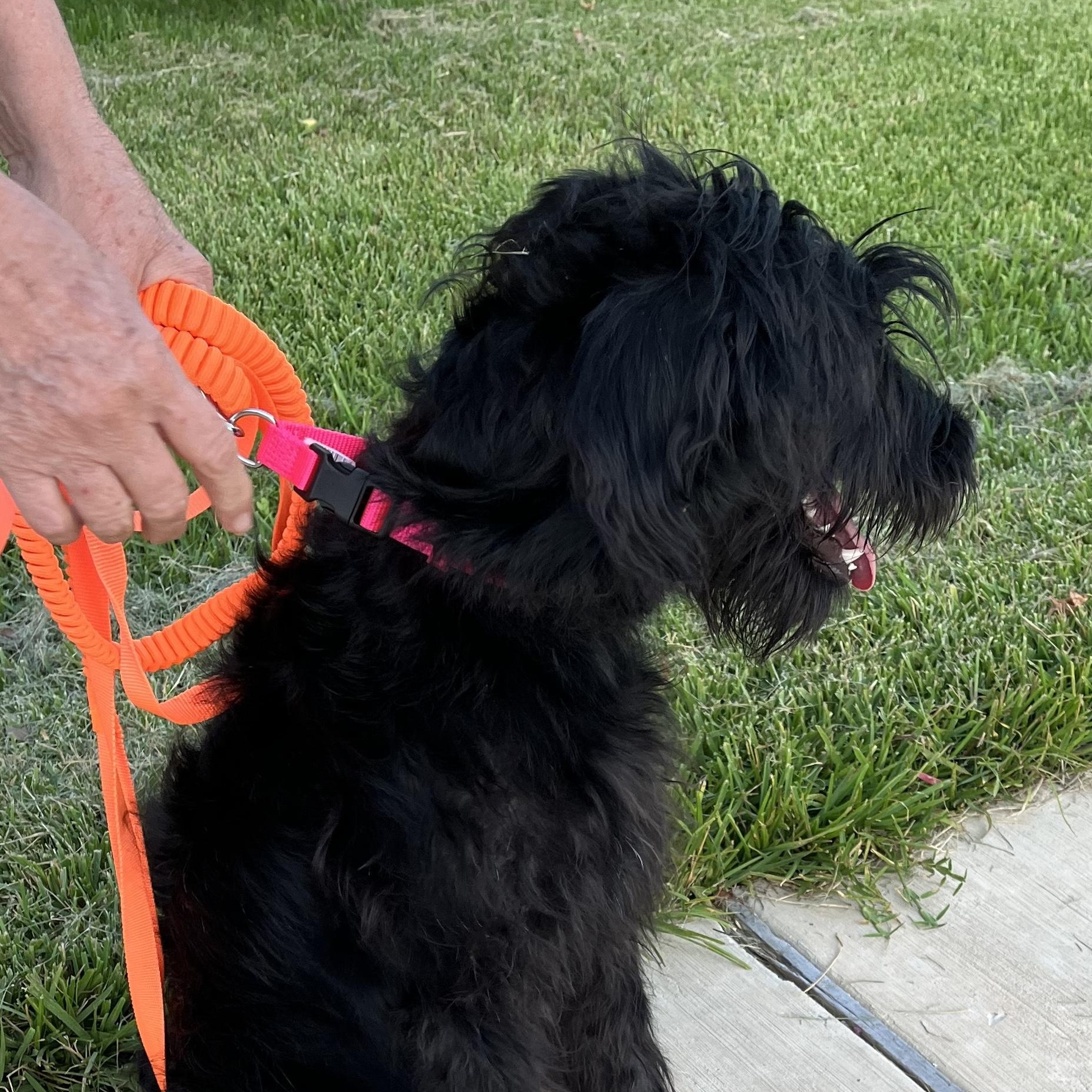 Enlarge Baby Girl - A Playful and Outgoing Beauty, a Adopted mixed breed in League City, TX image 3/3