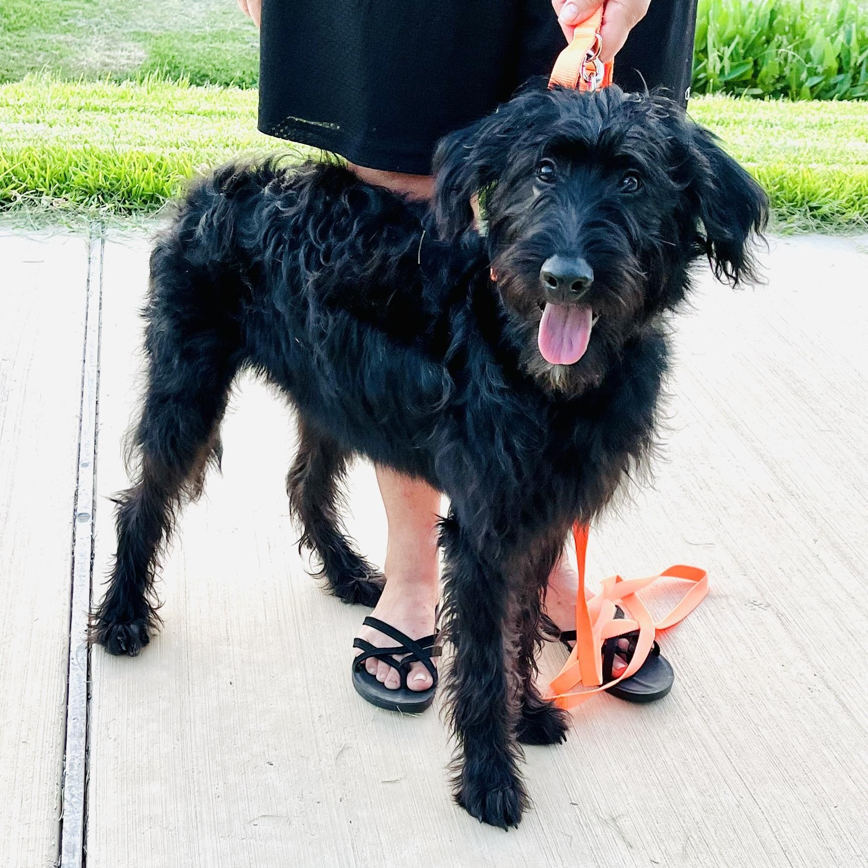 Baby Girl - A Playful and Outgoing Beauty, Adopted, Young Female Standard Poodle & Labradoodle.