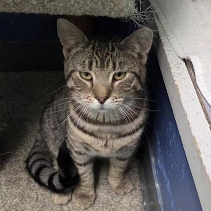 Enlarge Stallone, an adopted Domestic Short Hair in Worcester, MA image 1/1