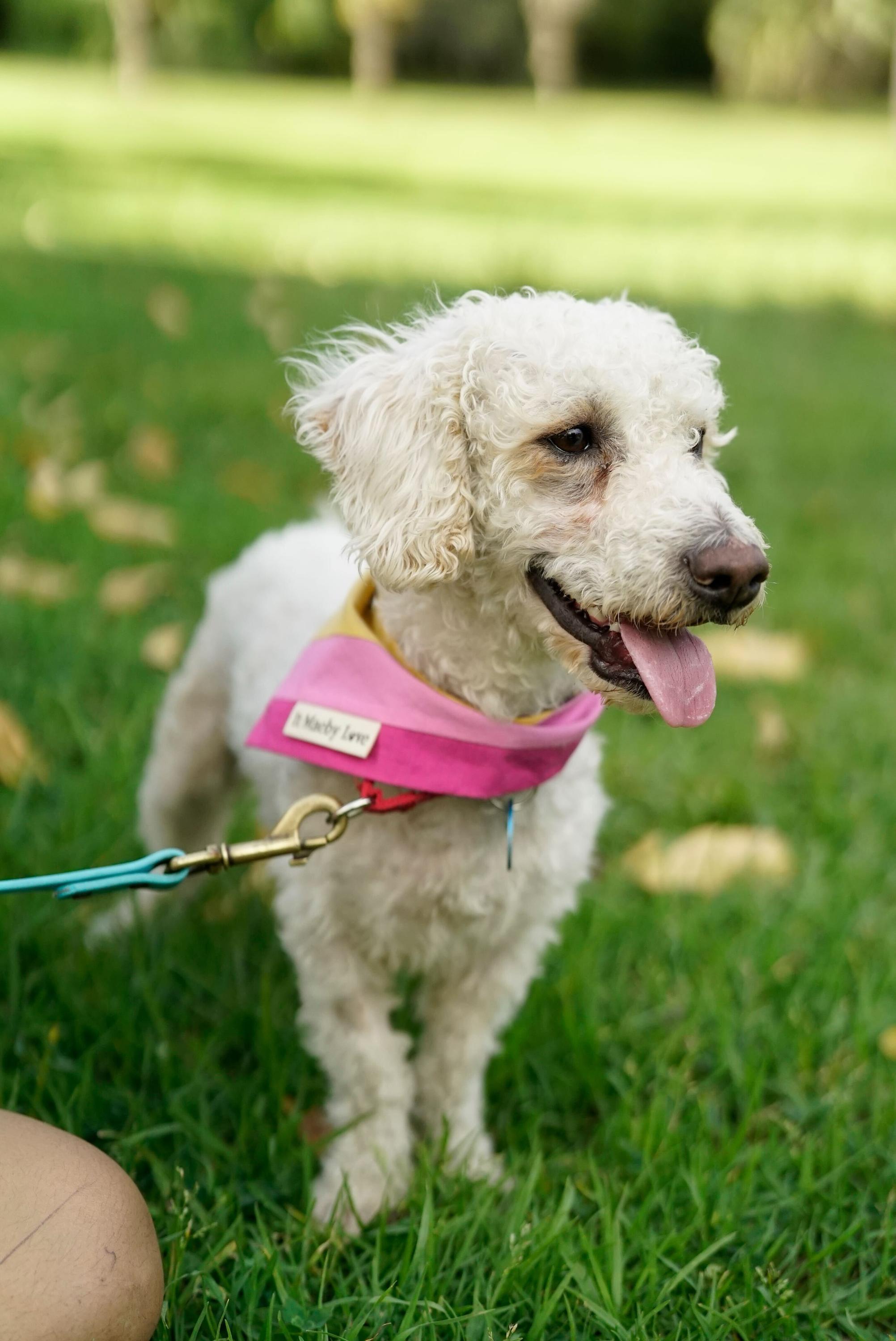 Enlarge Eric, a ADOPTABLE mixed breed in Pasadena, CA image 4/5