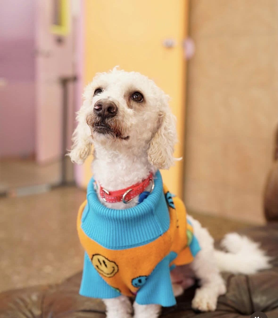 Enlarge Eric, a ADOPTABLE mixed breed in Pasadena, CA image 5/5