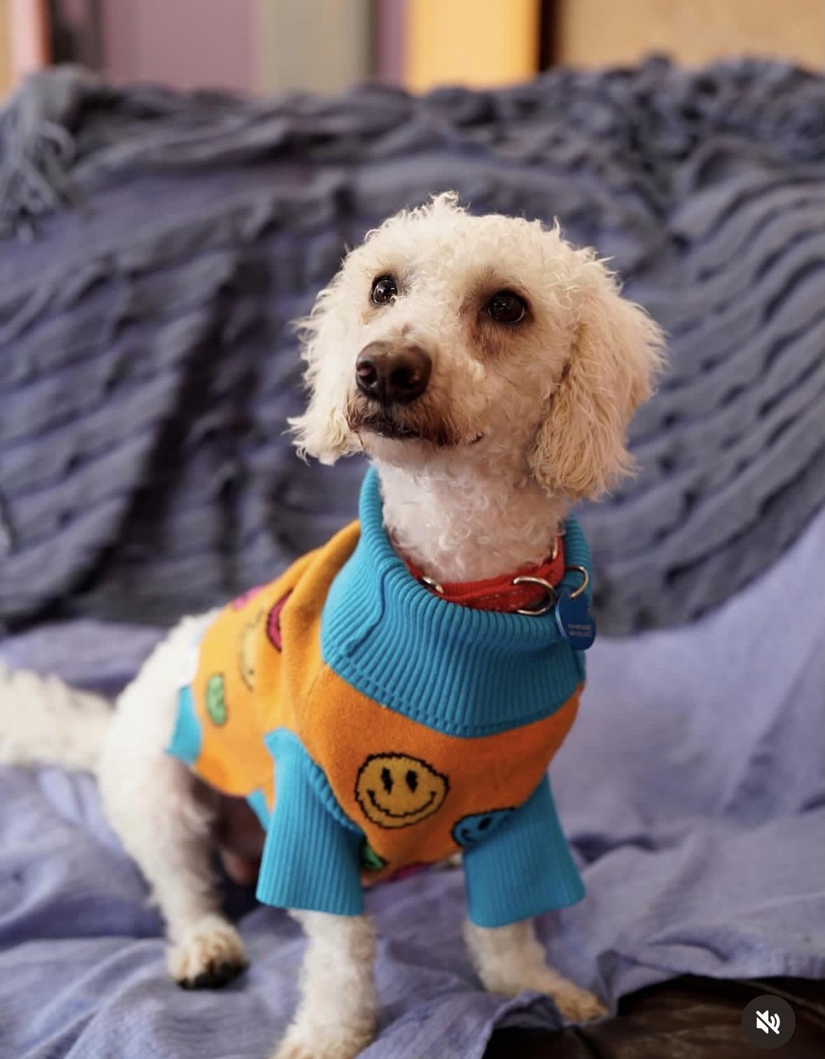 Enlarge Eric, a ADOPTABLE mixed breed in Pasadena, CA image 3/5