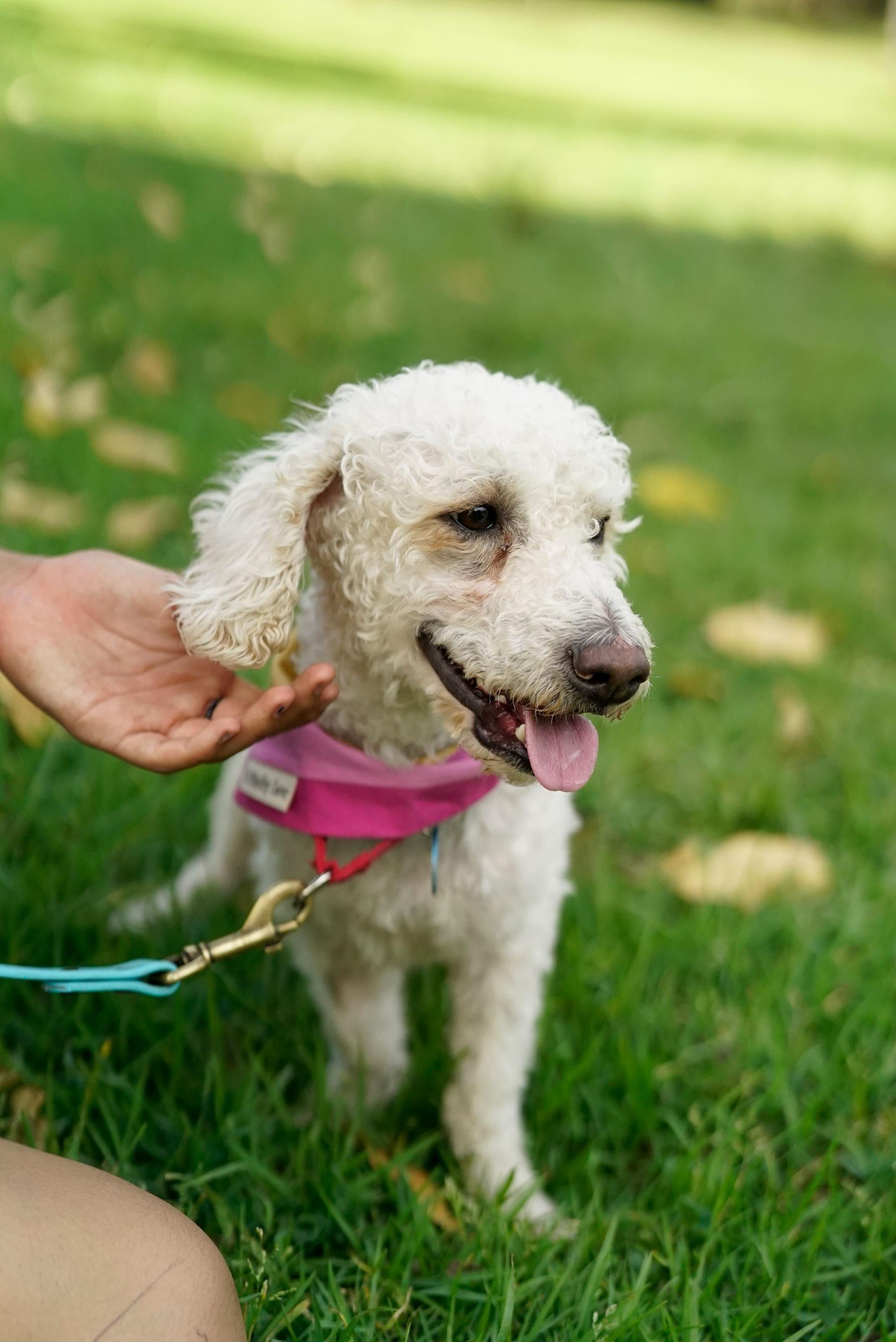 Eric, ADOPTABLE, Young Male Poodle.