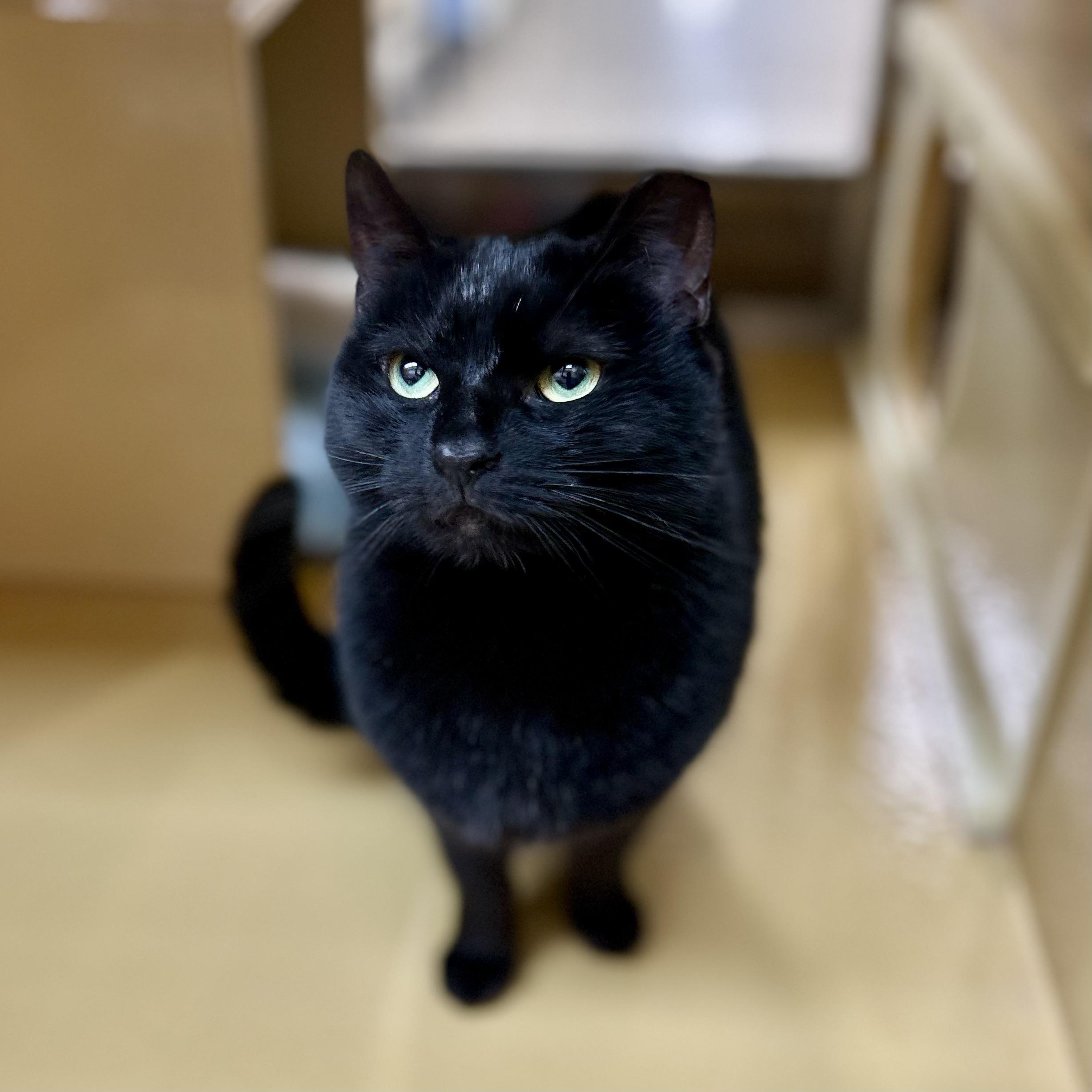 Limey, a ADOPTABLE Domestic Short Hair in Norwalk, CT image 2/2