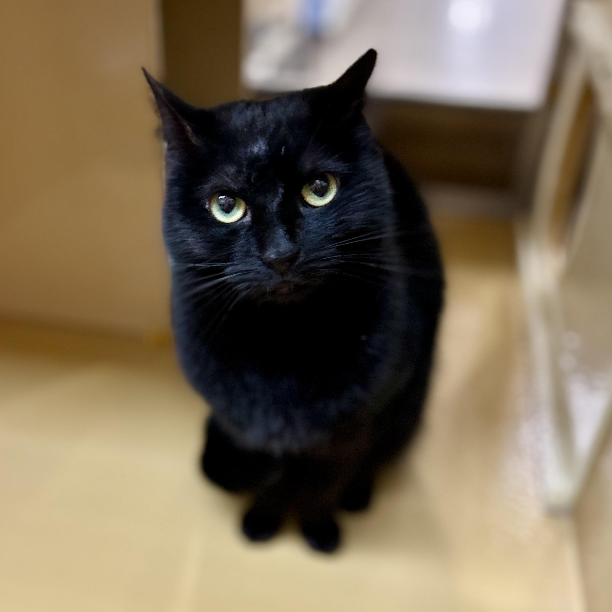 Limey, ADOPTABLE, Young Female Domestic Short Hair.