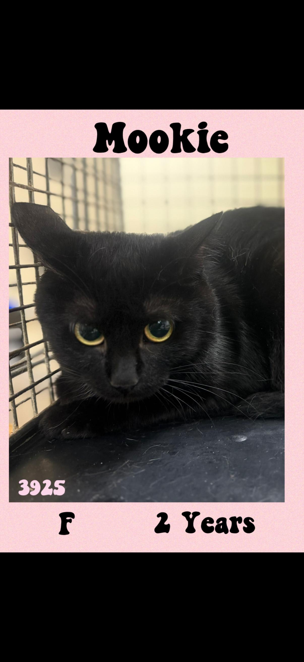 Enlarge Mooki, an adoptable American Shorthair in Marvin, NC image 1/1