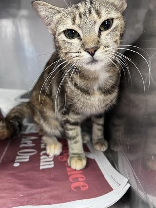 Margot, Adoptable, Adult Female Domestic Short Hair & Domestic Short Hair.