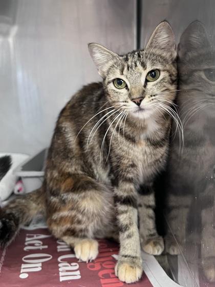 Enlarge Margot, a Adoptable mixed breed in Houston, TX image 3/3