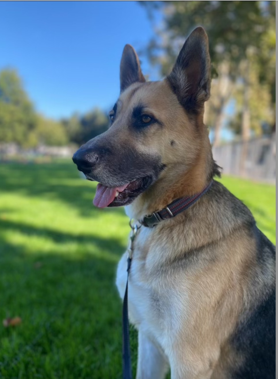 Chase , Adopted, Young Male German Shepherd Dog.