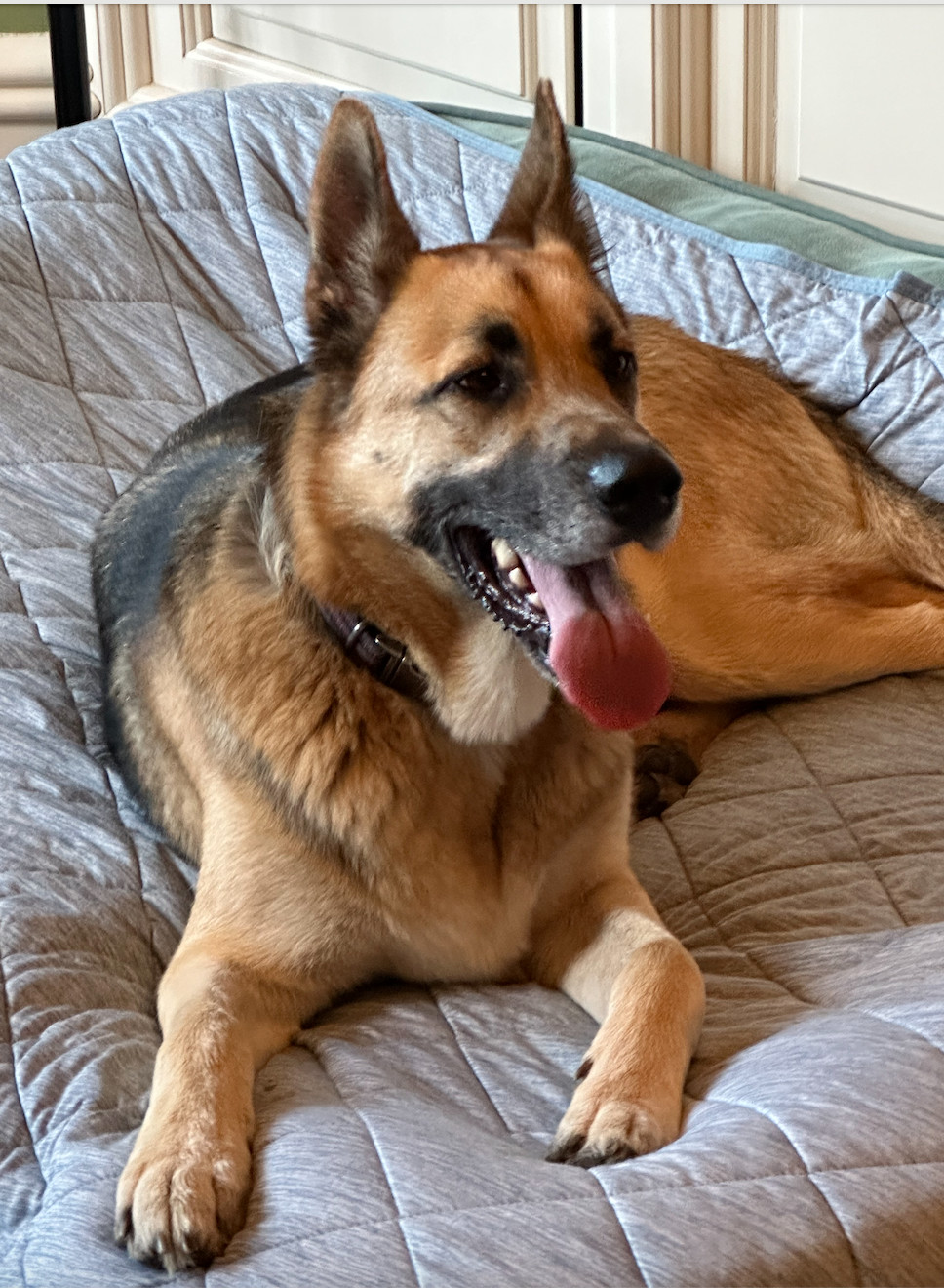 Enlarge Chase , a Adopted German Shepherd Dog in Palo Alto, CA image 2/4