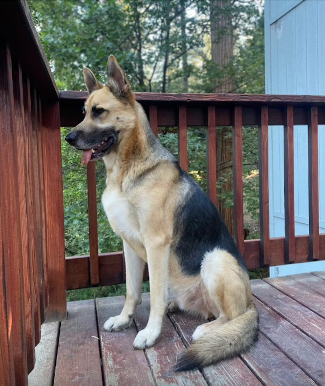 Enlarge Chase , a Adopted German Shepherd Dog in Palo Alto, CA image 3/4