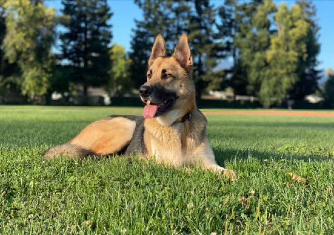 Enlarge Chase , a Adopted German Shepherd Dog in Palo Alto, CA image 4/4