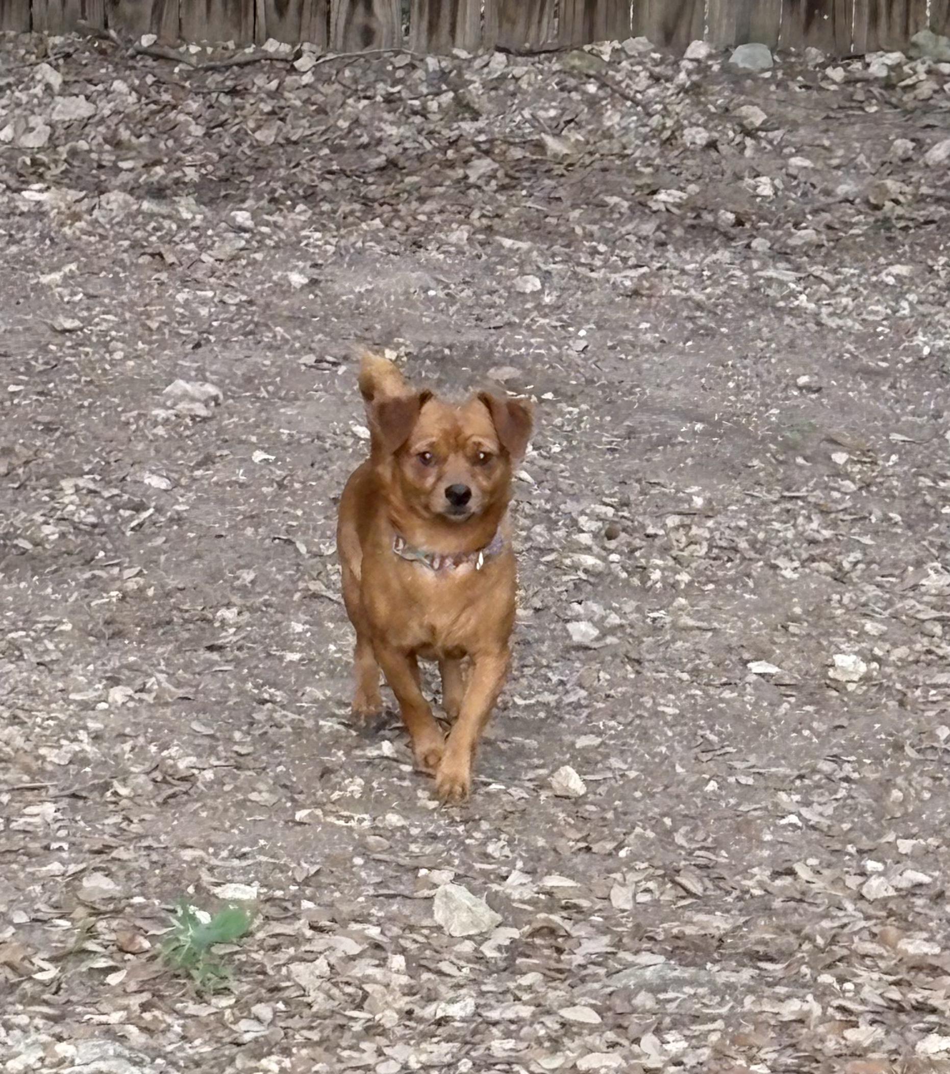 Enlarge Max, a Adopted mixed breed in Lago Vista, TX image 1/3