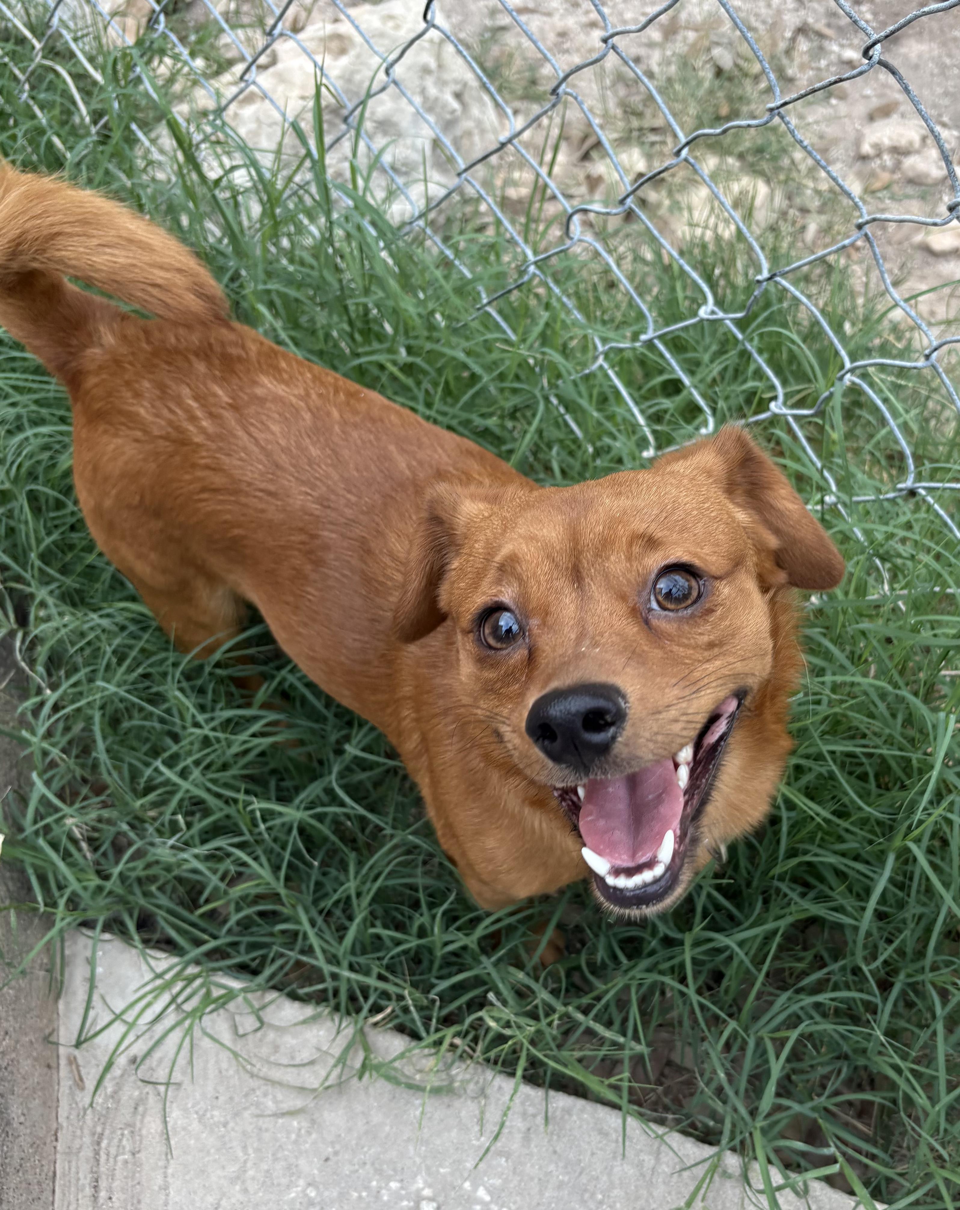Max, Adopted, Adult Male Dachshund & Jack Russell Terrier.