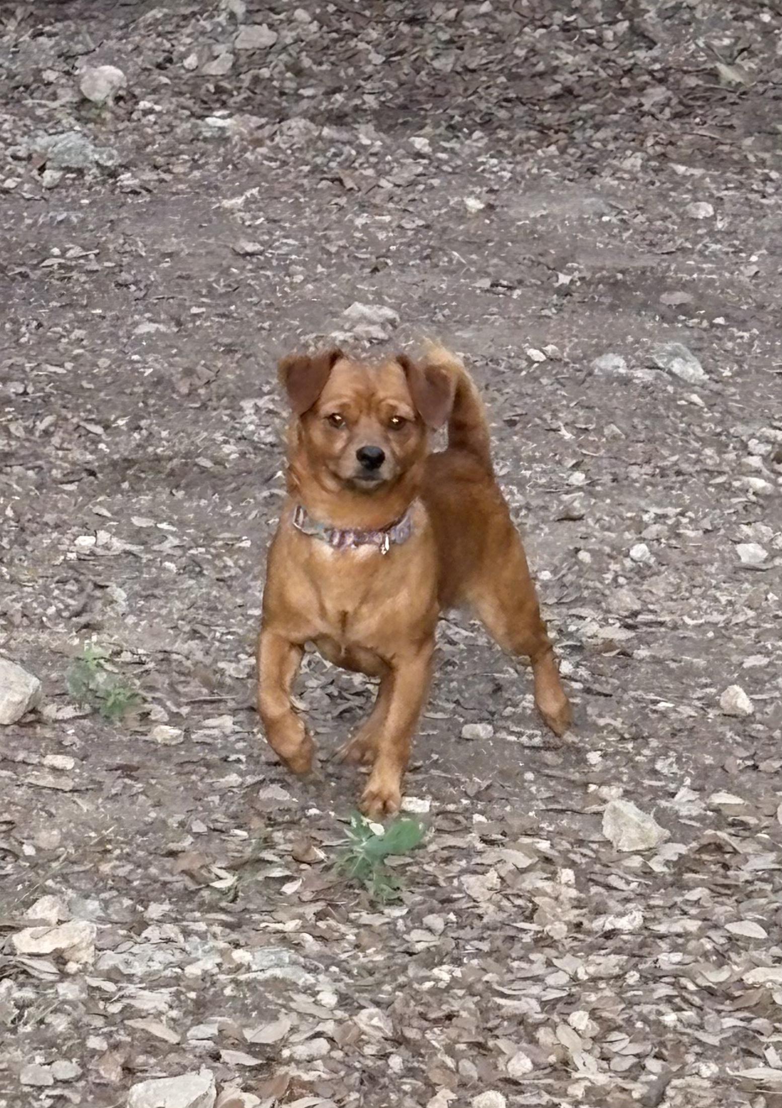 Enlarge Max, a Adopted mixed breed in Lago Vista, TX image 3/3