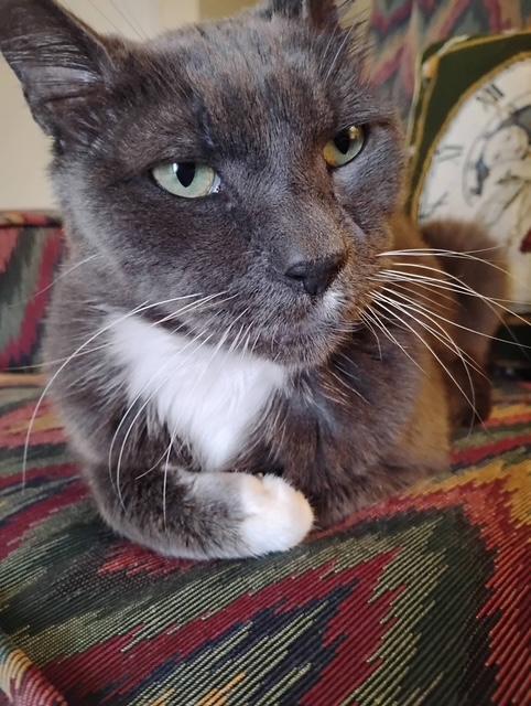 Enlarge OZ THE BEST!, a Adoptable Domestic Short Hair in Hoboken, NJ image 1/5