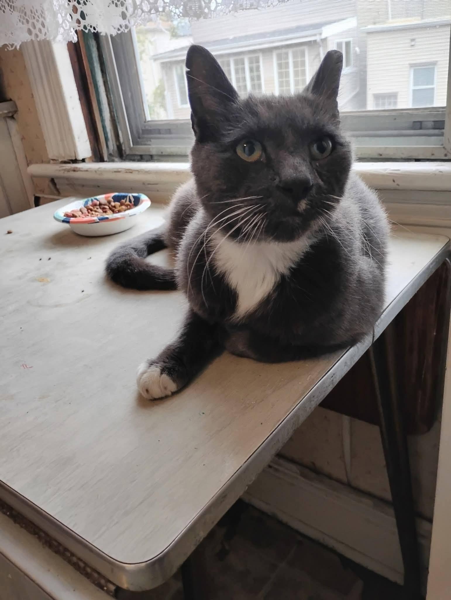 Enlarge OZ THE BEST!, a Adoptable Domestic Short Hair in Hoboken, NJ image 3/5