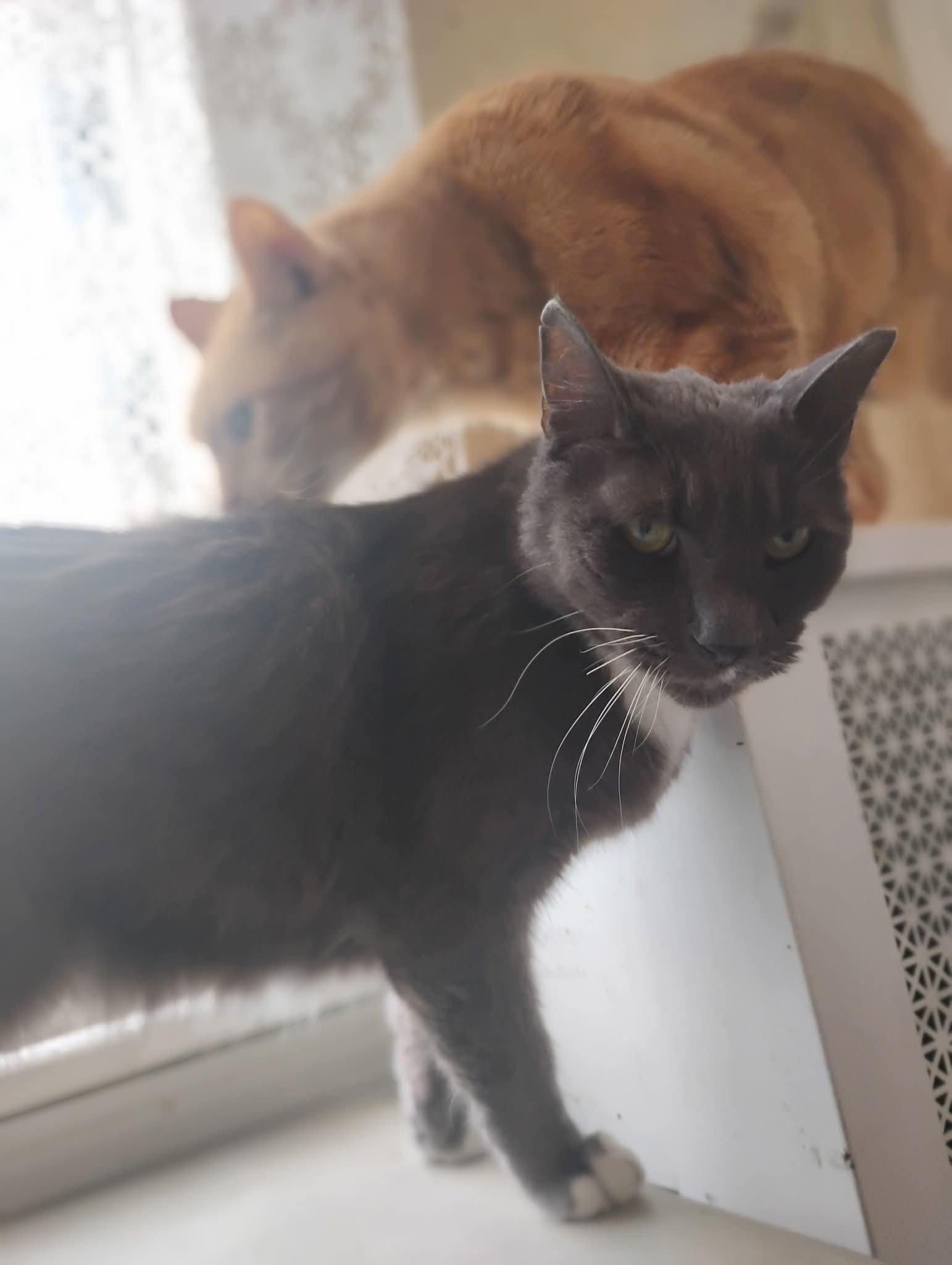 Enlarge OZ THE BEST!, a Adoptable Domestic Short Hair in Hoboken, NJ image 4/5