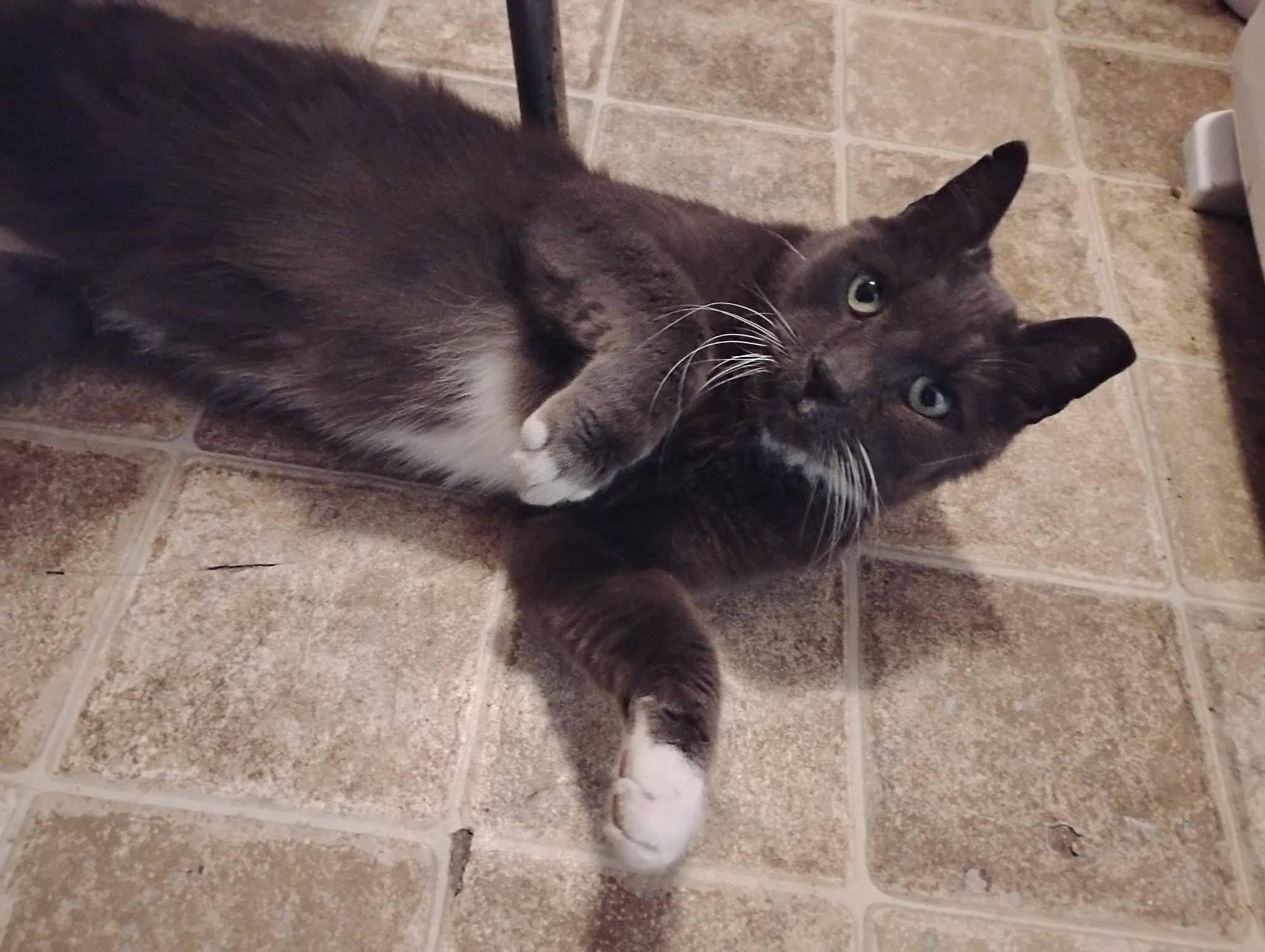 Enlarge OZ THE BEST!, a Adoptable Domestic Short Hair in Hoboken, NJ image 5/5