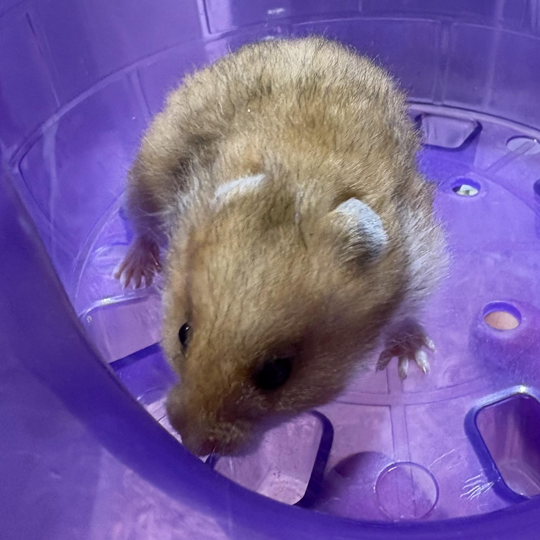 Baby Syrian hamsters , ADOPTABLE, Baby Male Hamster.