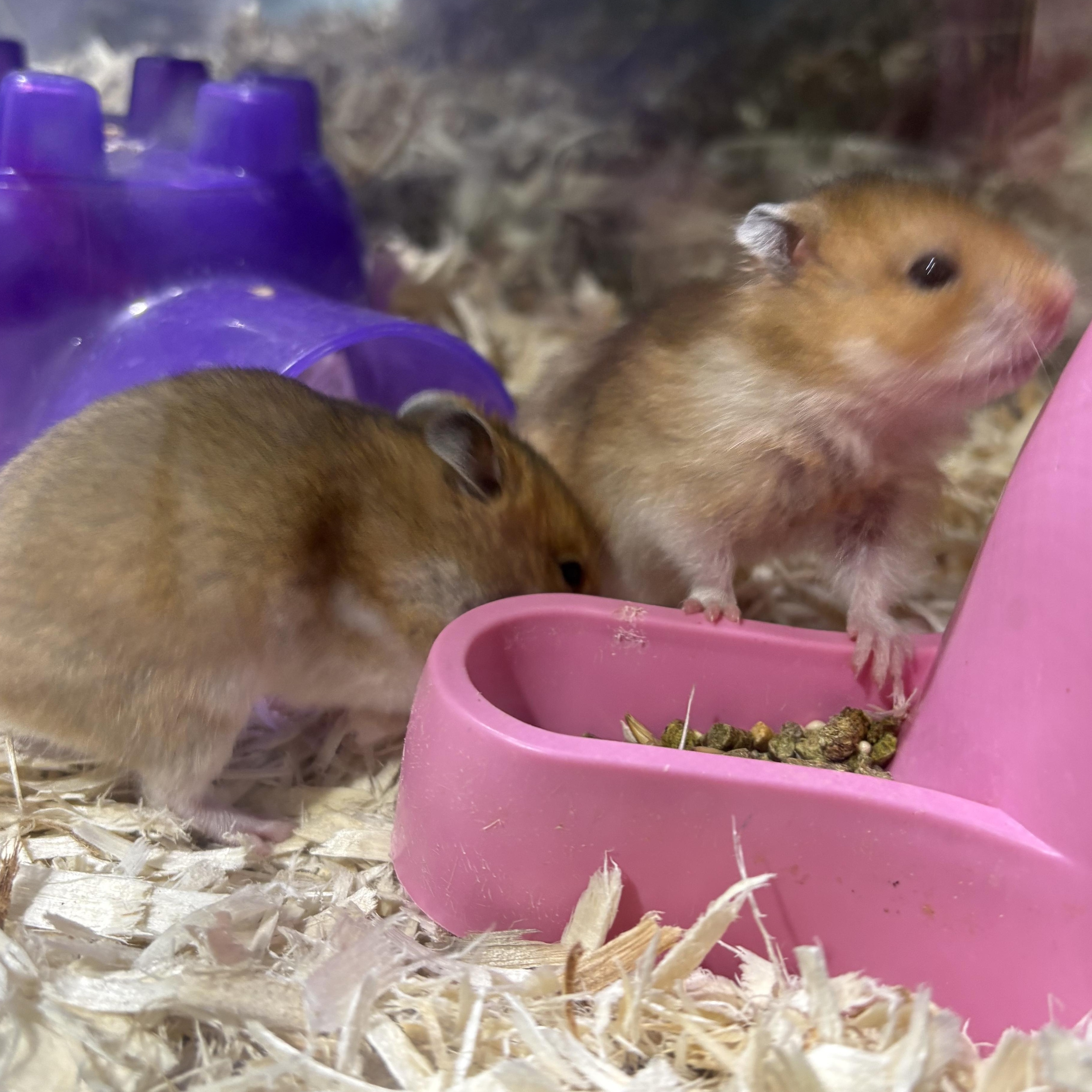 Baby Syrian hamsters , a ADOPTABLE Hamster in Howell, NJ image 3/3