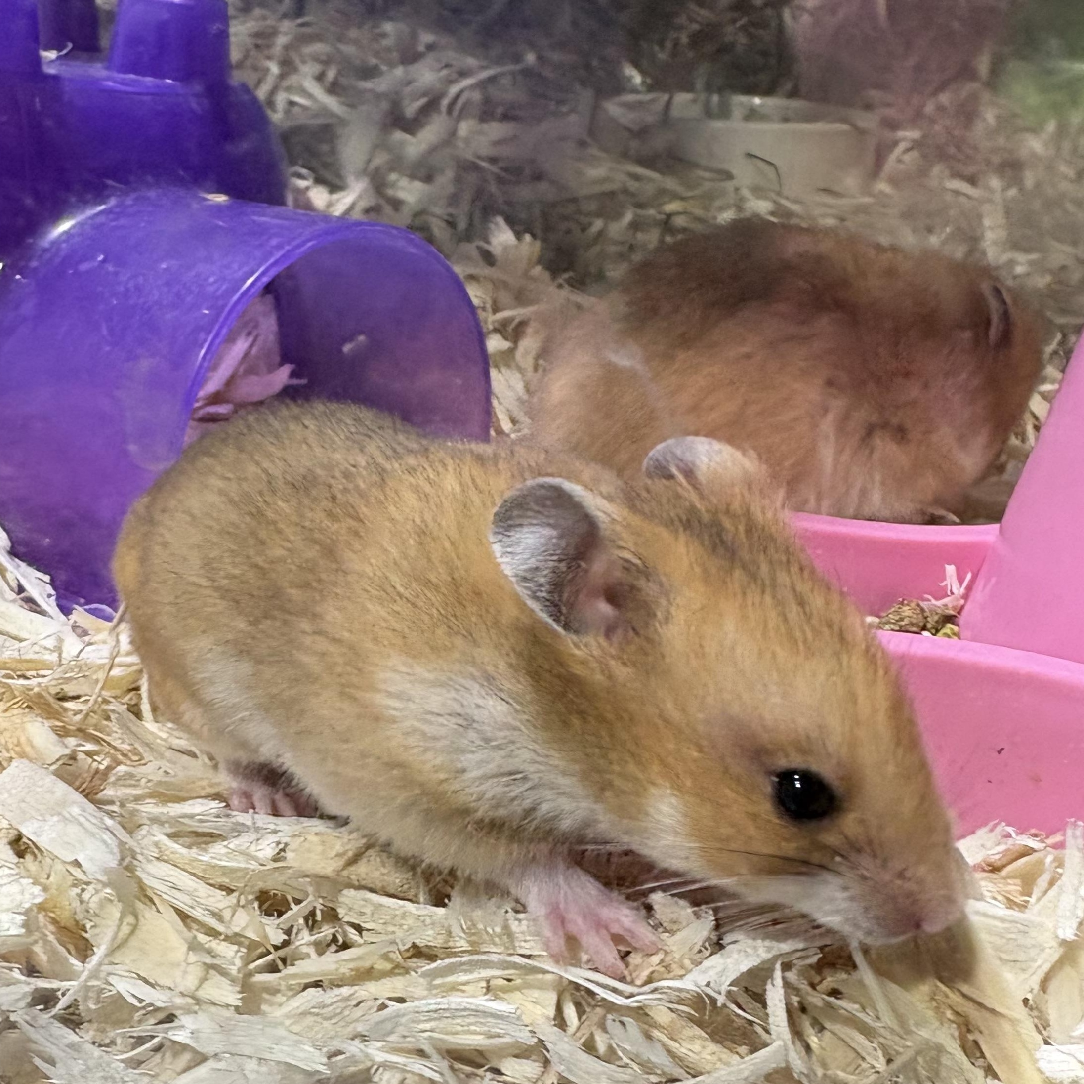 Baby Syrian hamsters , a ADOPTABLE Hamster in Howell, NJ image 2/3