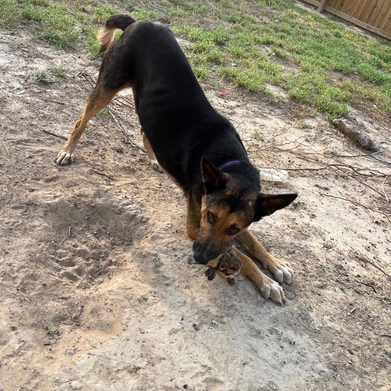 Enlarge Boy, a Adoptable German Shepherd Dog in Danbury, CT image 2/6