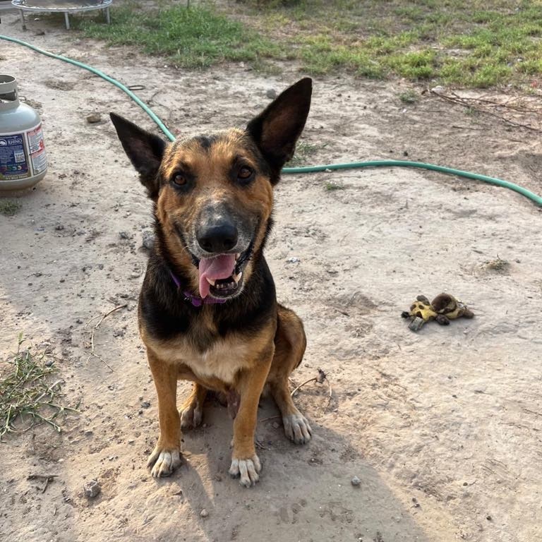 Enlarge Boy, a Adoptable German Shepherd Dog in Danbury, CT image 3/6