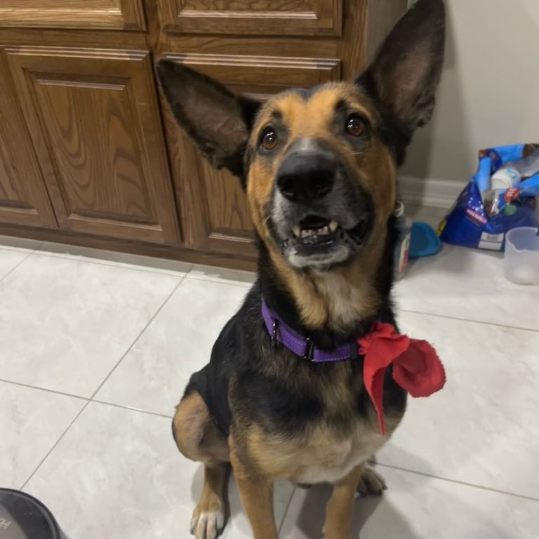 Enlarge Boy, a Adoptable German Shepherd Dog in Danbury, CT image 1/6