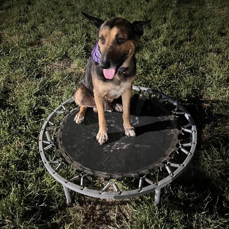 Enlarge Boy, a Adoptable German Shepherd Dog in Danbury, CT image 5/6