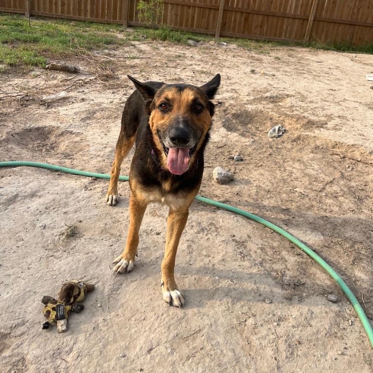 Enlarge Boy, a Adoptable German Shepherd Dog in Danbury, CT image 6/6