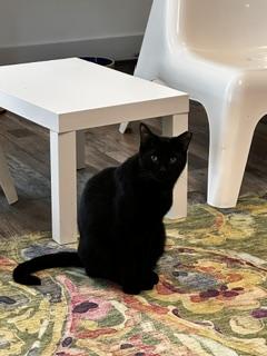 Enlarge Cappuccino, a Adoptable mixed breed in St Petersburg, FL image 1/3