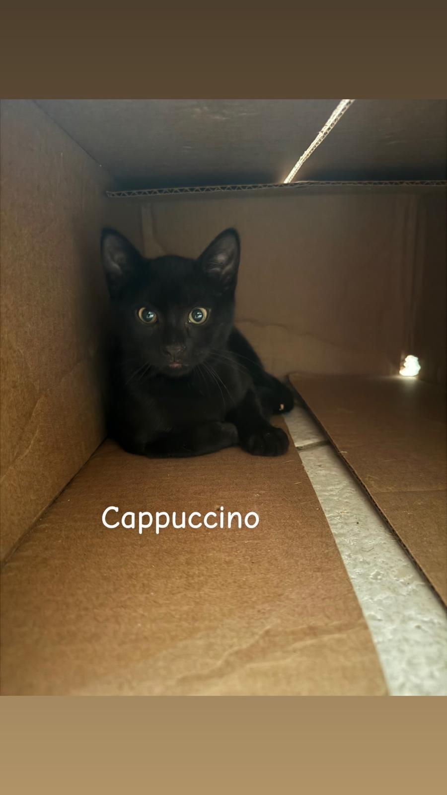 Enlarge Cappuccino, a Adoptable mixed breed in St Petersburg, FL image 2/3