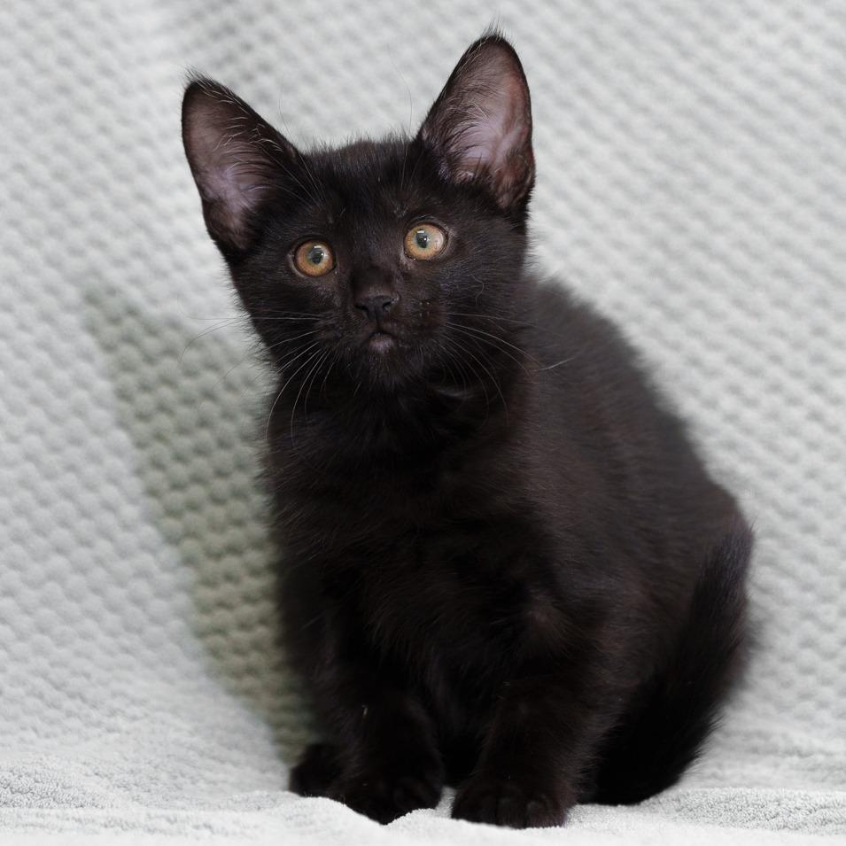 Emily, Adoptable, Kitten Female Domestic Short Hair.