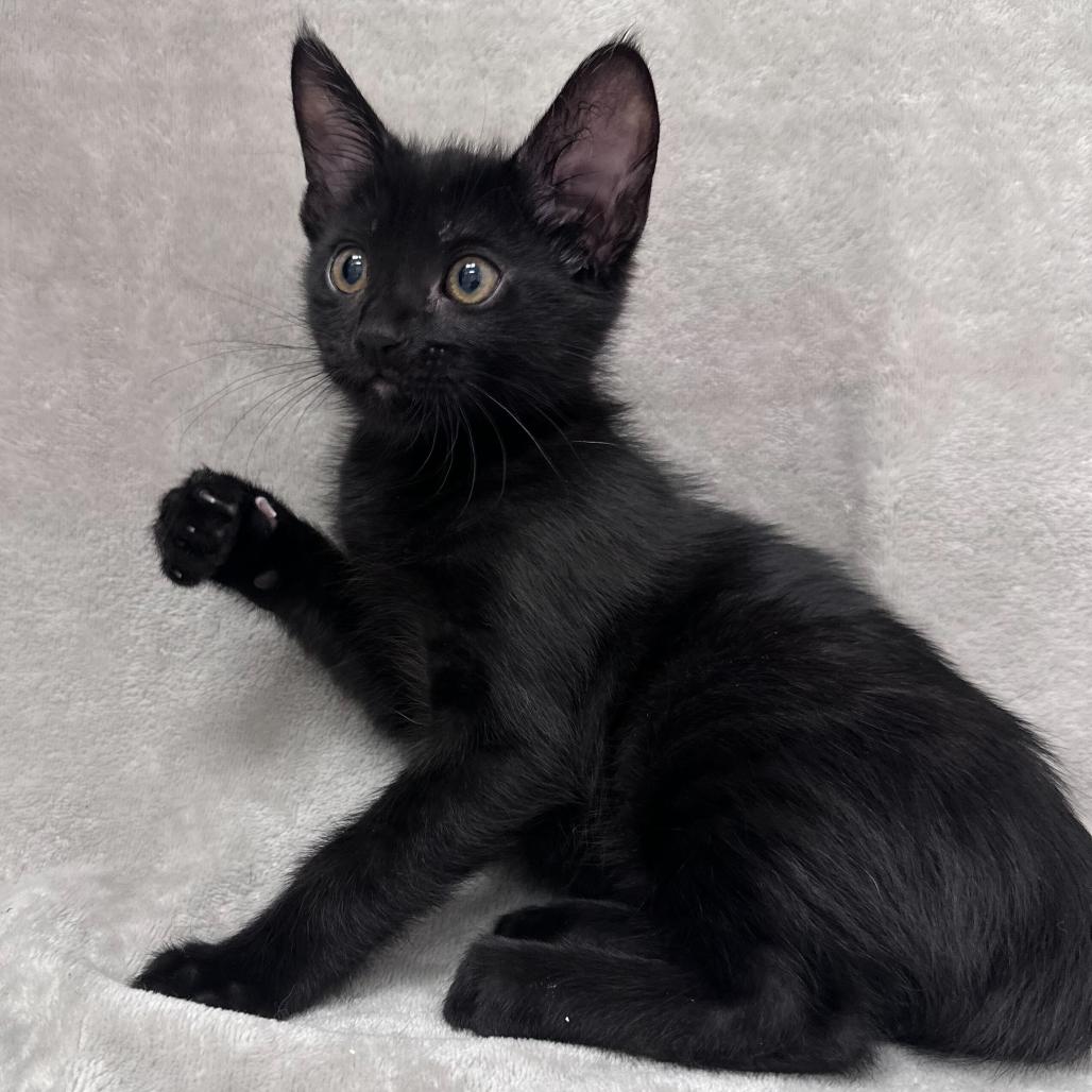 Enlarge Emily, a Adoptable Domestic Short Hair in Sunnyvale, CA image 2/2