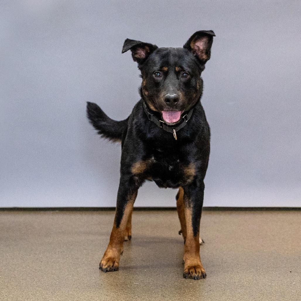 Ashton, Adoptable, Adult Male Rottweiler & Mixed Breed.