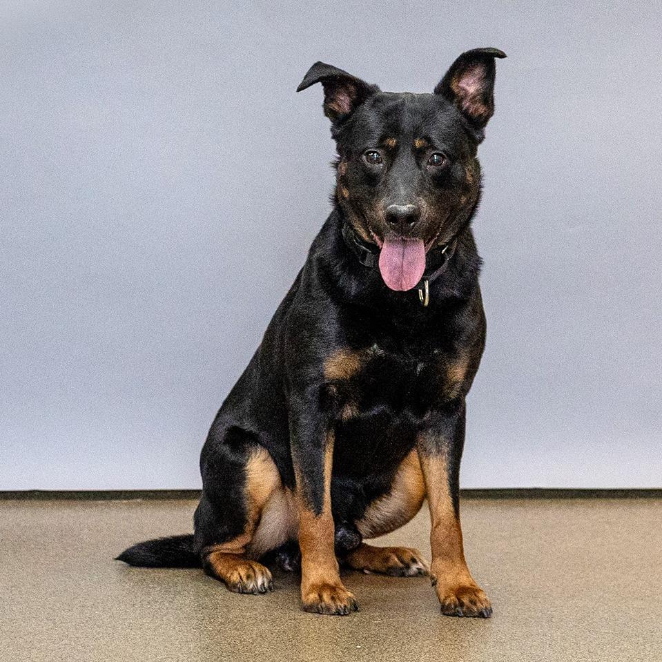 Enlarge Ashton, a Adoptable mixed breed in Council Bluffs, IA image 2/2