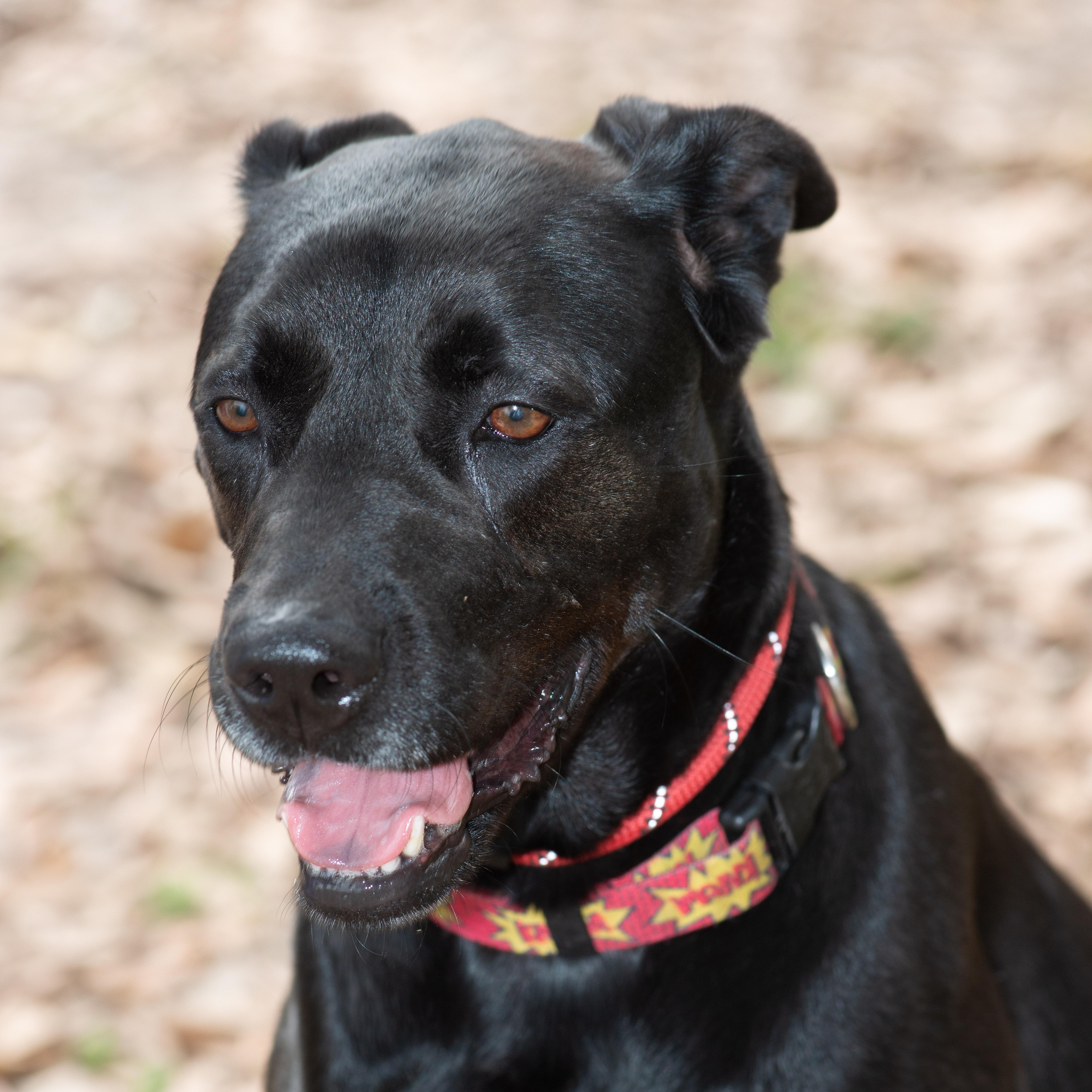 Enlarge Kitana, a Adoptable mixed breed in Richmond, TX image 2/4