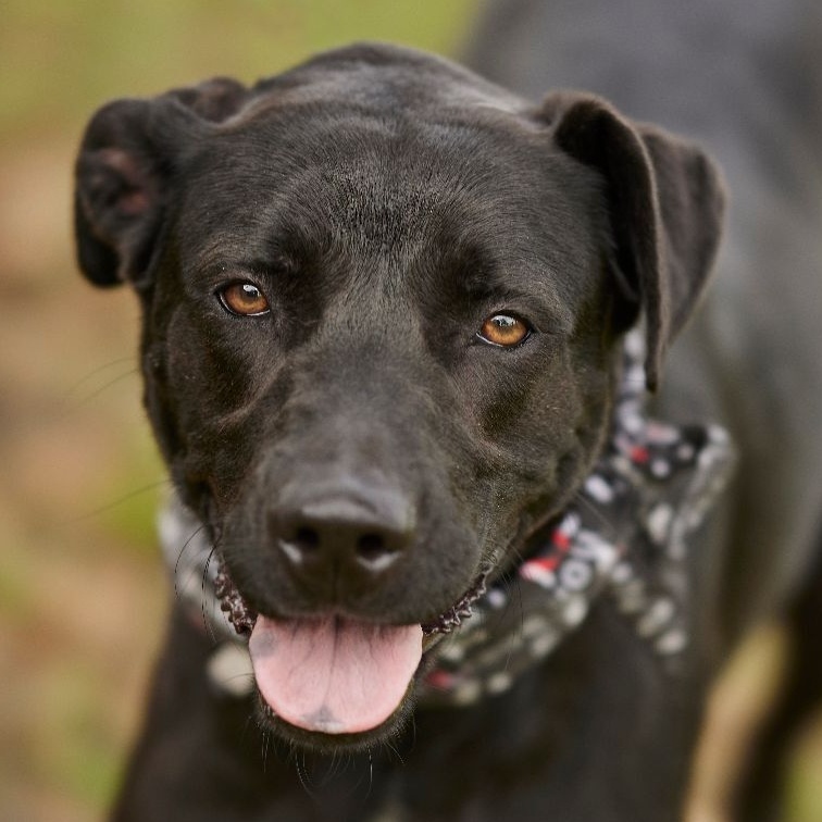 Enlarge Kitana, a Adoptable mixed breed in Richmond, TX image 3/4