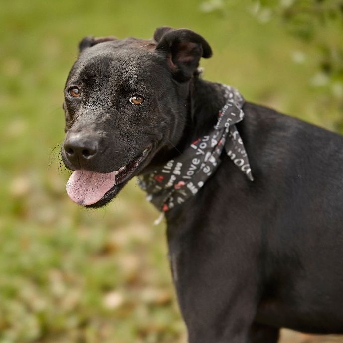 Enlarge Kitana, a Adoptable mixed breed in Richmond, TX image 4/4