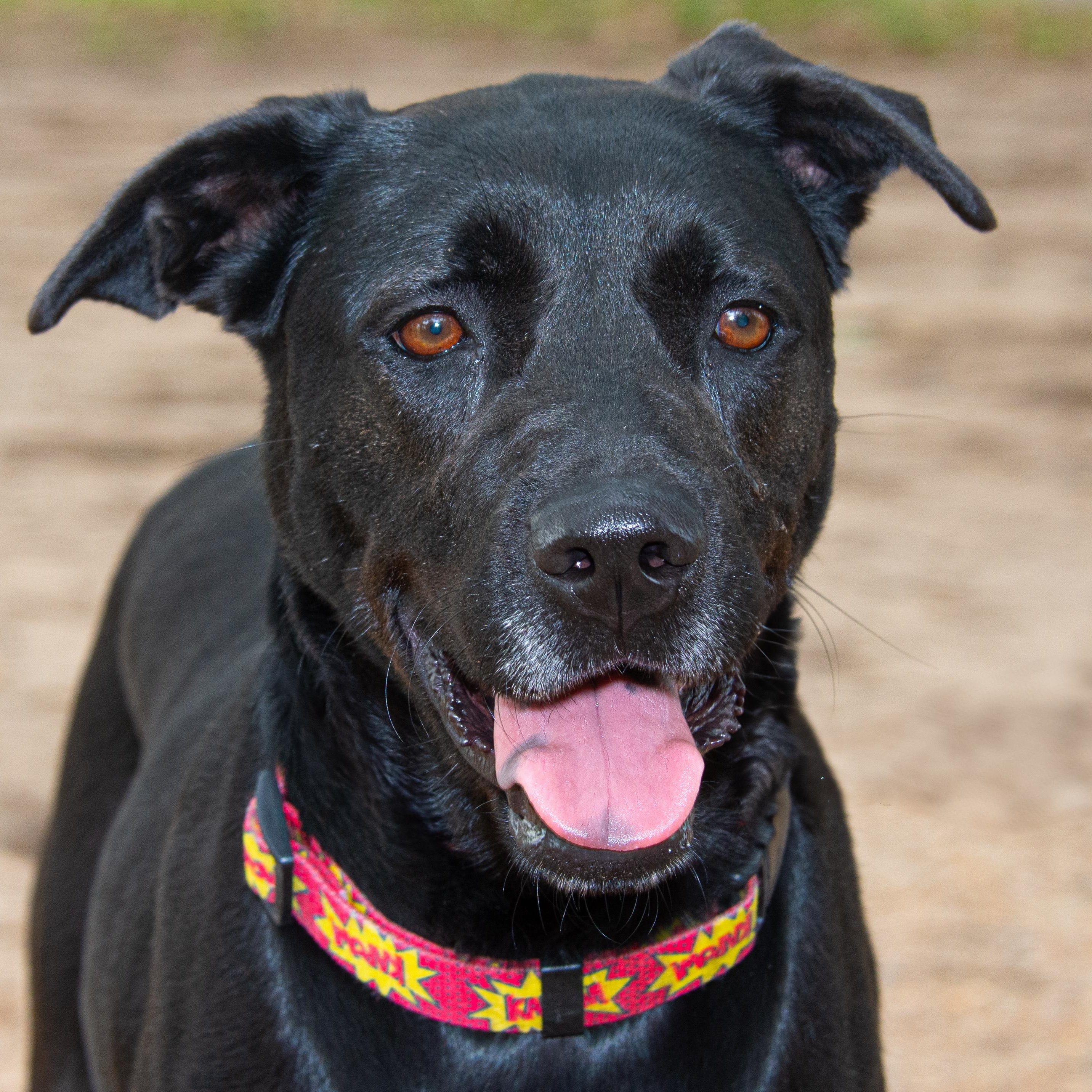 Kitana, Adult Female Labrador Retriever